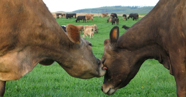 Kissing cows?