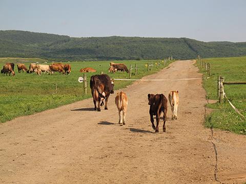 calves following 100% grass fed cows out to pasture