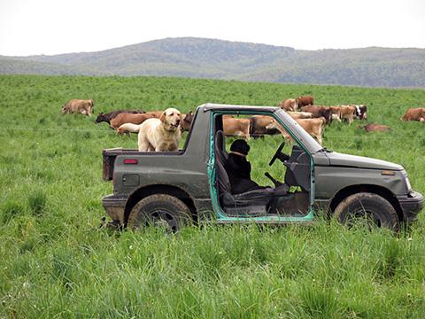 farm dogs on the geo-tracker with 100% grass-fed cows grazing in the pasture