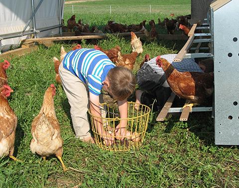 boys gathering pastured eggs from soy free pastured hens