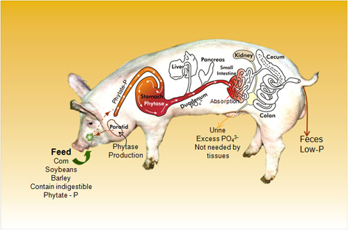 "Enviropig" (genetically engineered pig)