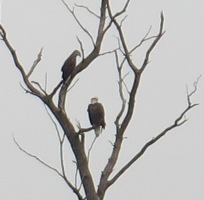 Some of our Bald Eagles sitting in a tree overlooking our pasture.